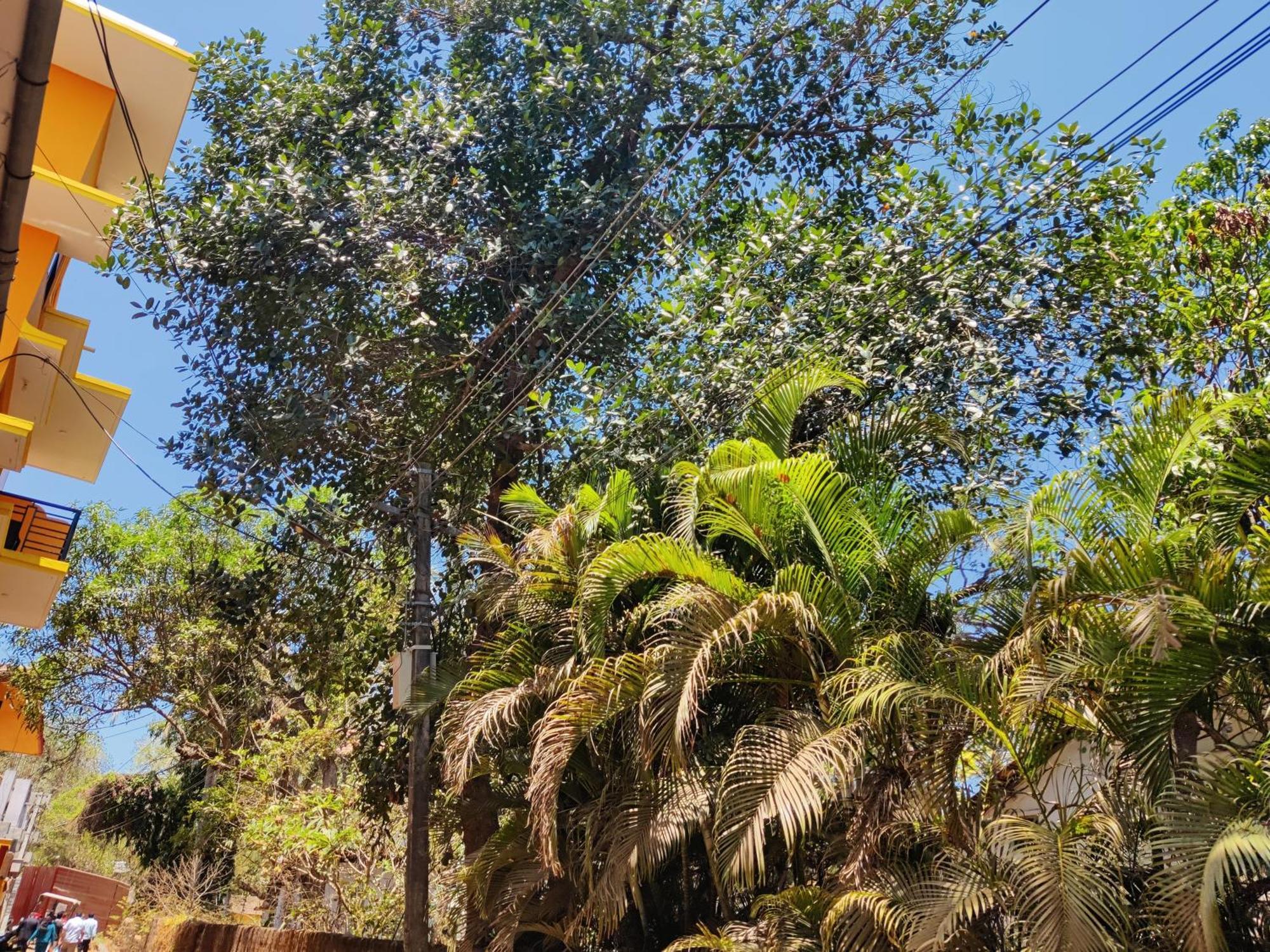 Sai Guru Guest House Anjuna Dış mekan fotoğraf